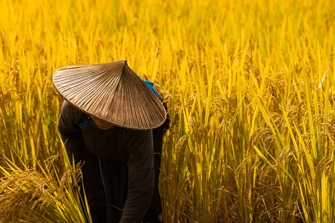 Top 8 Rice Fields in Vietnam Top 8 Rice Fields in Vietnam
